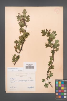 Crataegus rhipidophylla [KOR 3044]
