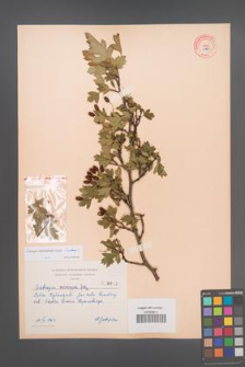 Crataegus rhipidophylla [KOR 3049]
