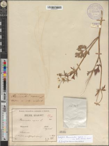 Ranunculus repens L. var. subvillosus Zapał.