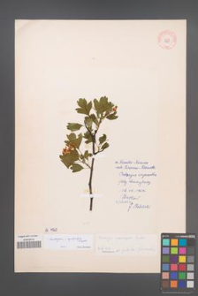 Crataegus ×kyrtostyla [KOR 4960]