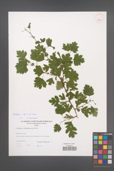 Crataegus ×kyrtostyla [KOR 38987]