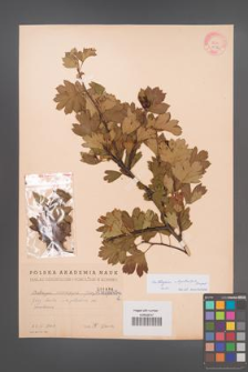 Crataegus ×kyrtostyla [KOR 1856]