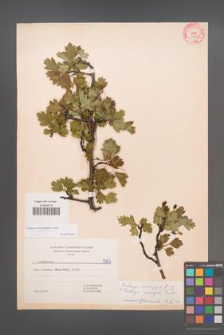 Crataegus rhipidophylla [KOR 5987]