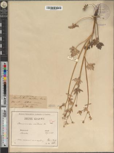 Ranunculus sardous Crantz fo. angustipartitus Zapał.