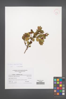 Crataegus ×kyrtostyla [KOR 41576]