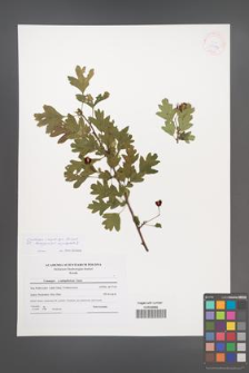 Crataegus ×kyrtostyla [KOR 41559]