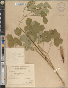 Thalictrum aquilegifolium L. fo. grandifolium Zapał.
