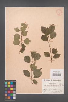 Cudrania tricuspidata [KOR 890]