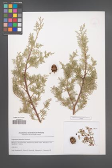 Cupressus atlantica [KOR 50587]