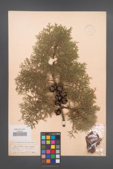 Cupressus arizonica [KOR 13560]