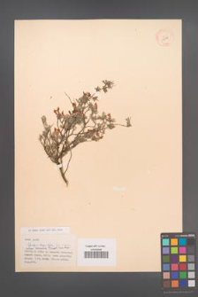 Cytisopsis dorynicifolia [dorycniifolia] [KOR 13513]