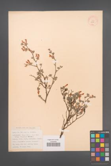 Cytisopsis dorycniifolium [dorycniifolia] [KOR 13519]