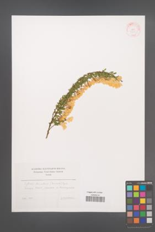 Cytisus decumbens [KOR 34875]