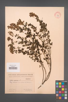 Cytisus nigricans [KOR 2542]