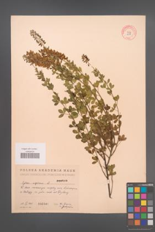Cytisus nigricans [KOR 2541]