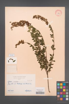 Cytisus nigricans [KOR 2169]