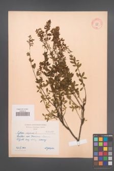 Cytisus nigricans [KOR 2165]