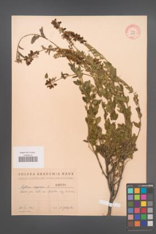 Cytisus nigricans [KOR 2529]