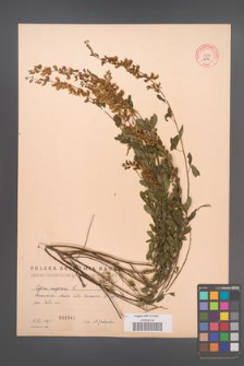 Cytisus nigricans [KOR 2546]
