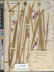 Gladiolus imbricatus L. fo. robustus Zapał.