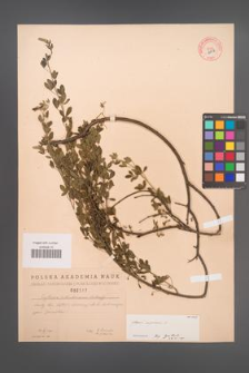 Cytisus nigricans [KOR 2517]