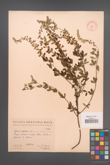 Cytisus nigricans [KOR 2553]