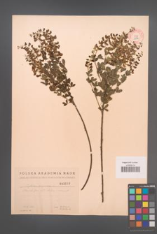 Cytisus nigricans [KOR 2552]
