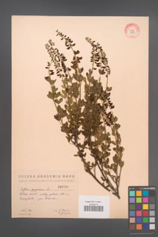 Cytisus nigricans [KOR 2531]