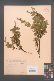 Cytisus nigricans [KOR 2532]