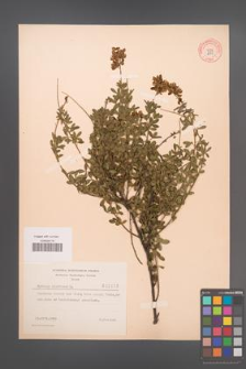 Cytisus nigricans [KOR 2155]