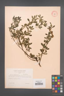 Cytisus nigricans [KOR 2164]