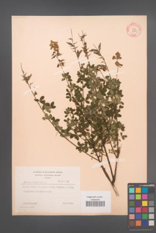 Cytisus nigricans [KOR 2159]