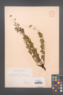 Cytisus nigricans [KOR 3208]