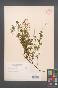 Cytisus nigricans [KOR 4718]