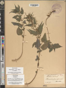 Urtica dioica L. fo. parvifolia Zapał.