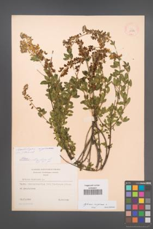 Cytisus nigricans [KOR 13522]