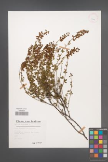 Cytisus nigricans [KOR 25824]