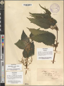 Urtica dioica L. var. sarmatica Zapał. fo. subsetosa Zapał.