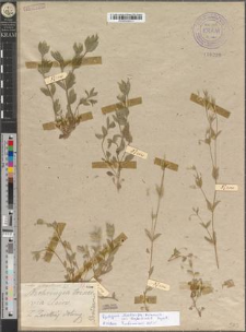 Moehringia trinervia Clairv. var. leopoliensis Zapał.