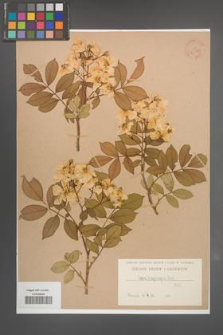 Rosa longicupsis [KOR 36334]