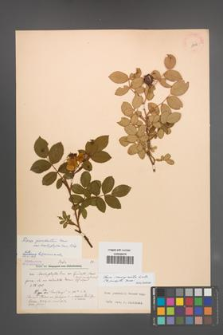 Rosa marginata [KOR 18108]