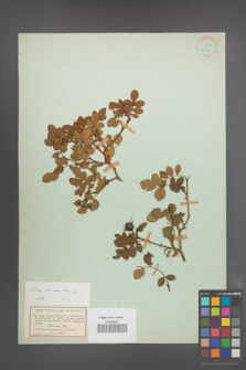 Rosa micrantha [KOR 18131]