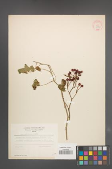 Rosa multiflora [KOR 18137]