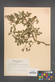 Rosa multiflora [KOR 18140]