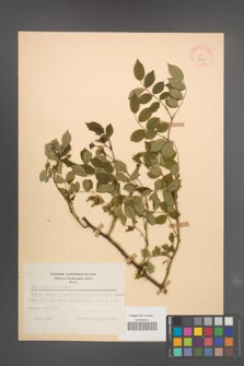Rosa multiflora [KOR 18141]