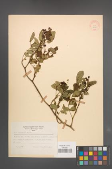 Rosa multiflora [KOR 18138]