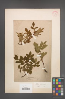 Rosa pendulina [KOR 43647]
