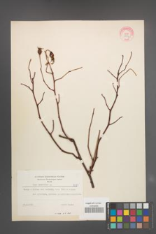Rosa pendulina [KOR 8071]