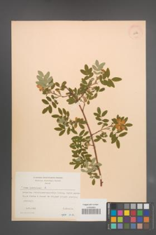 Rosa pendulina [KOR 18192]