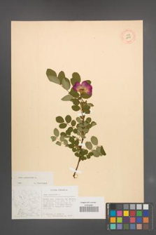 Rosa pendulina [KOR 18178]